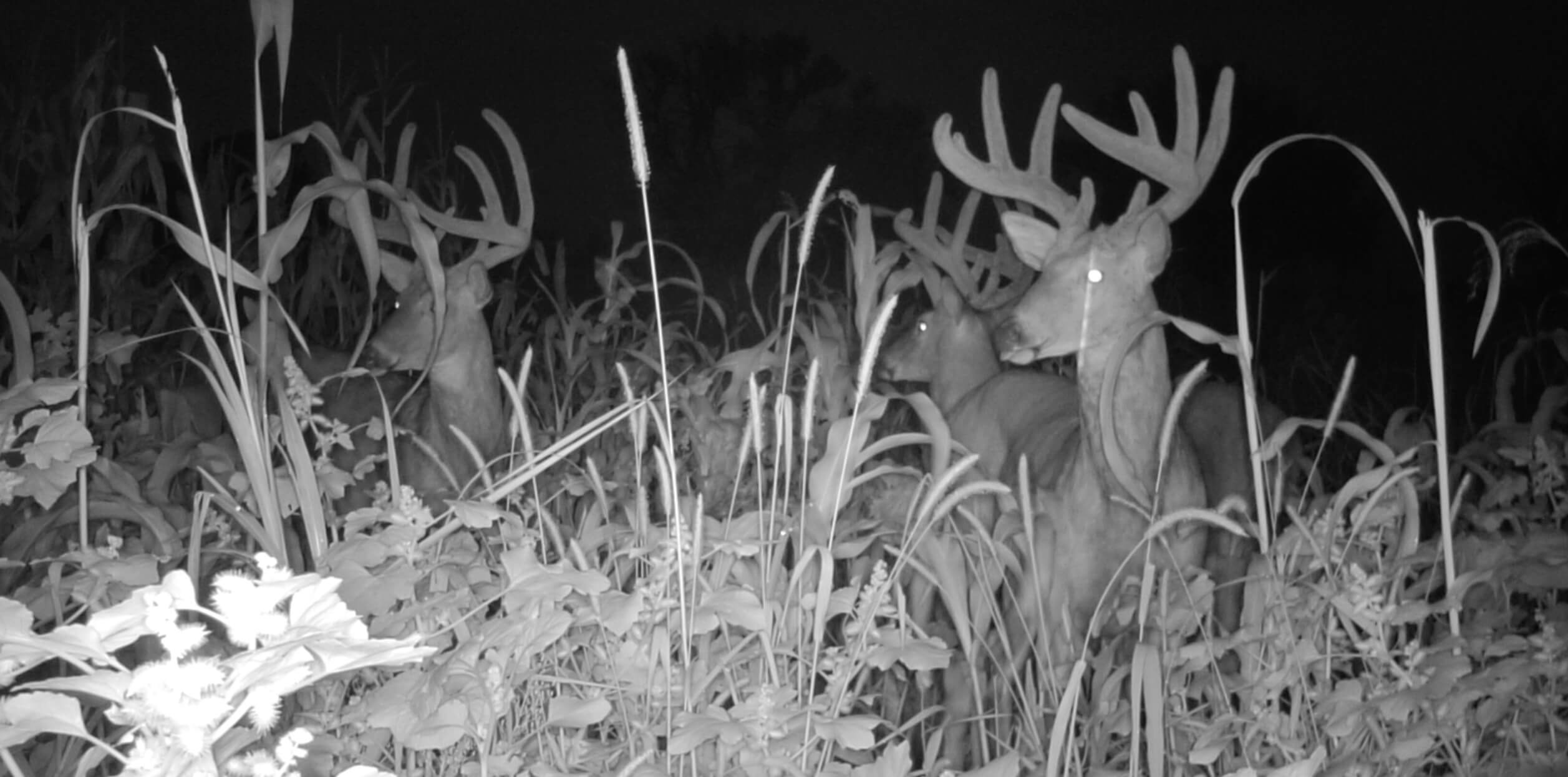 Night vision image of deer in field