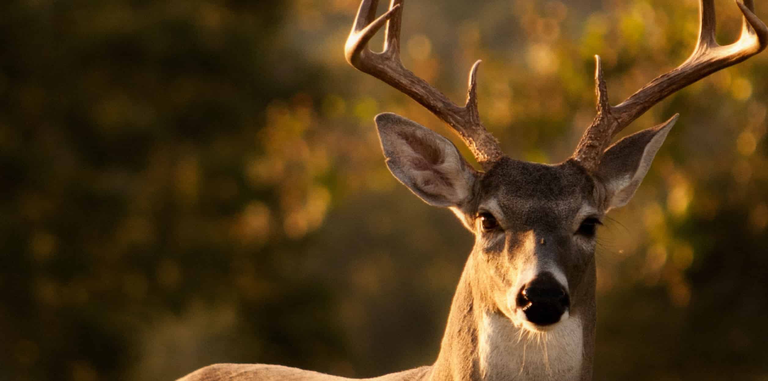 Deer staring into camera