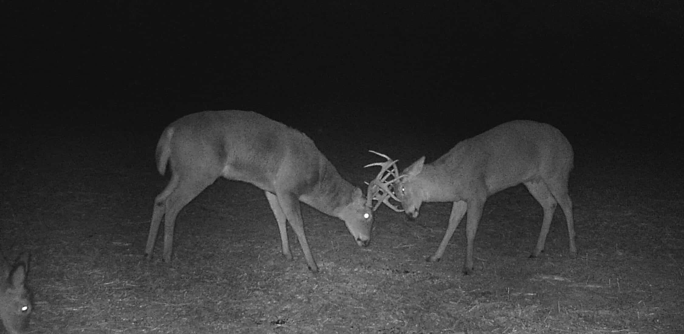 Deer at night hitting each other with their antlers