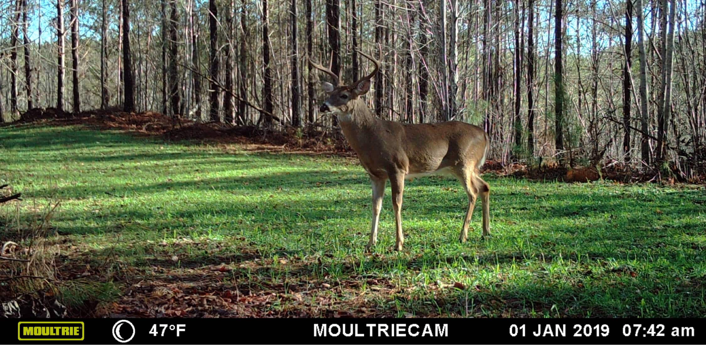 Image of deer taken from Moultrie Mobile cellular trail camera