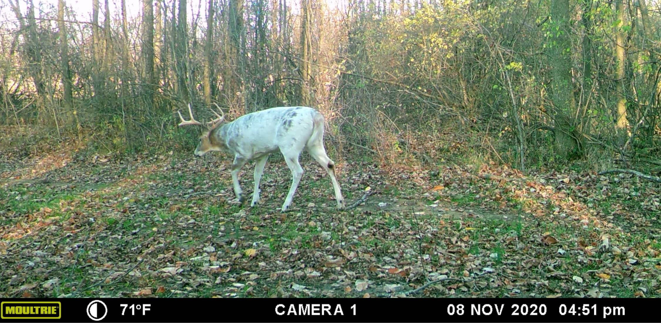 Image taken from Moultrie Mobile cellular trail camera