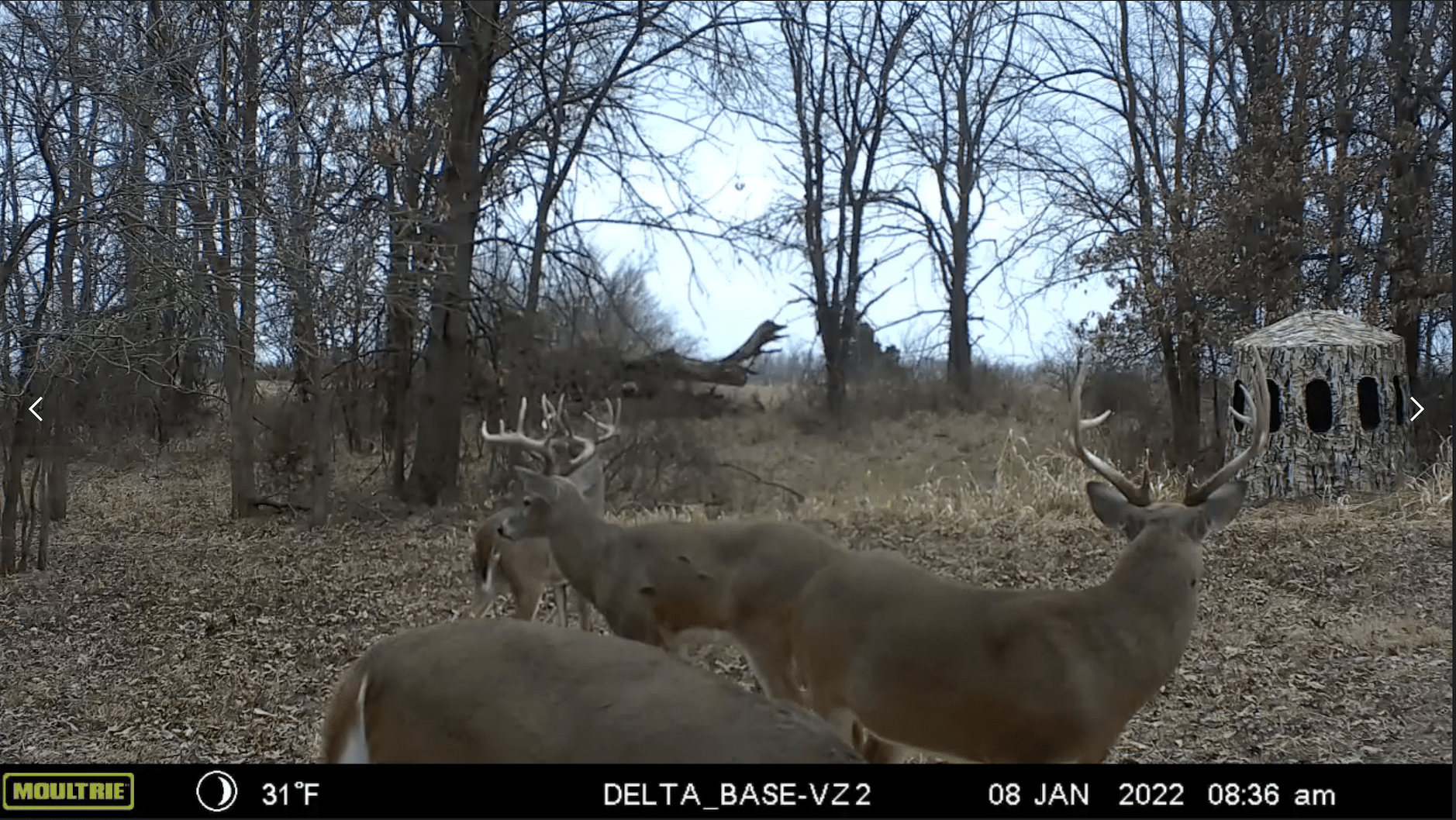 Image of deer in field taken with a Moultrie Mobile Delta Base Cellular Trail Camera