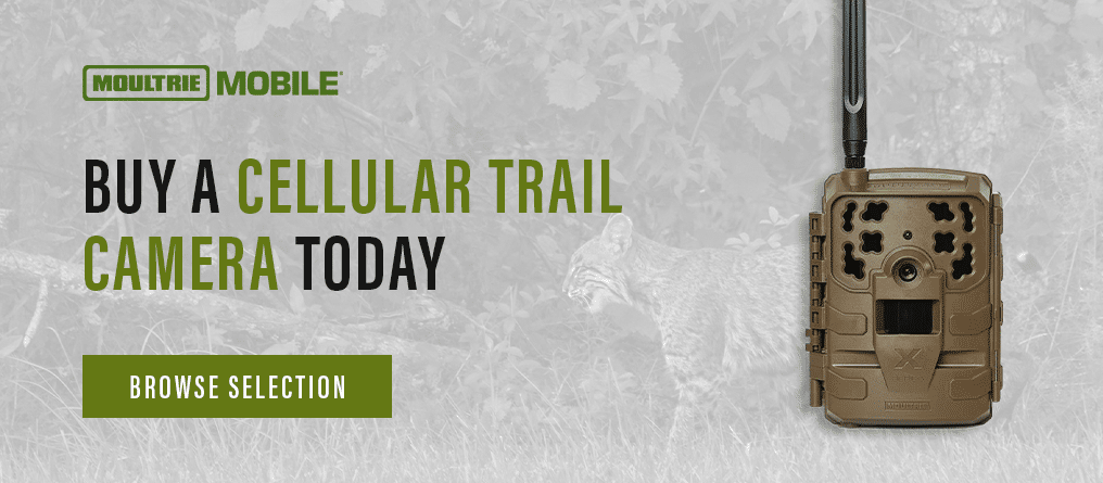 Buy A Cellular Trail Camera Today