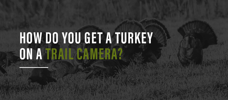 How Do You Get A Turkey On A Trail Camera?