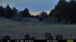 Hunting hogs with cellular trail cameras