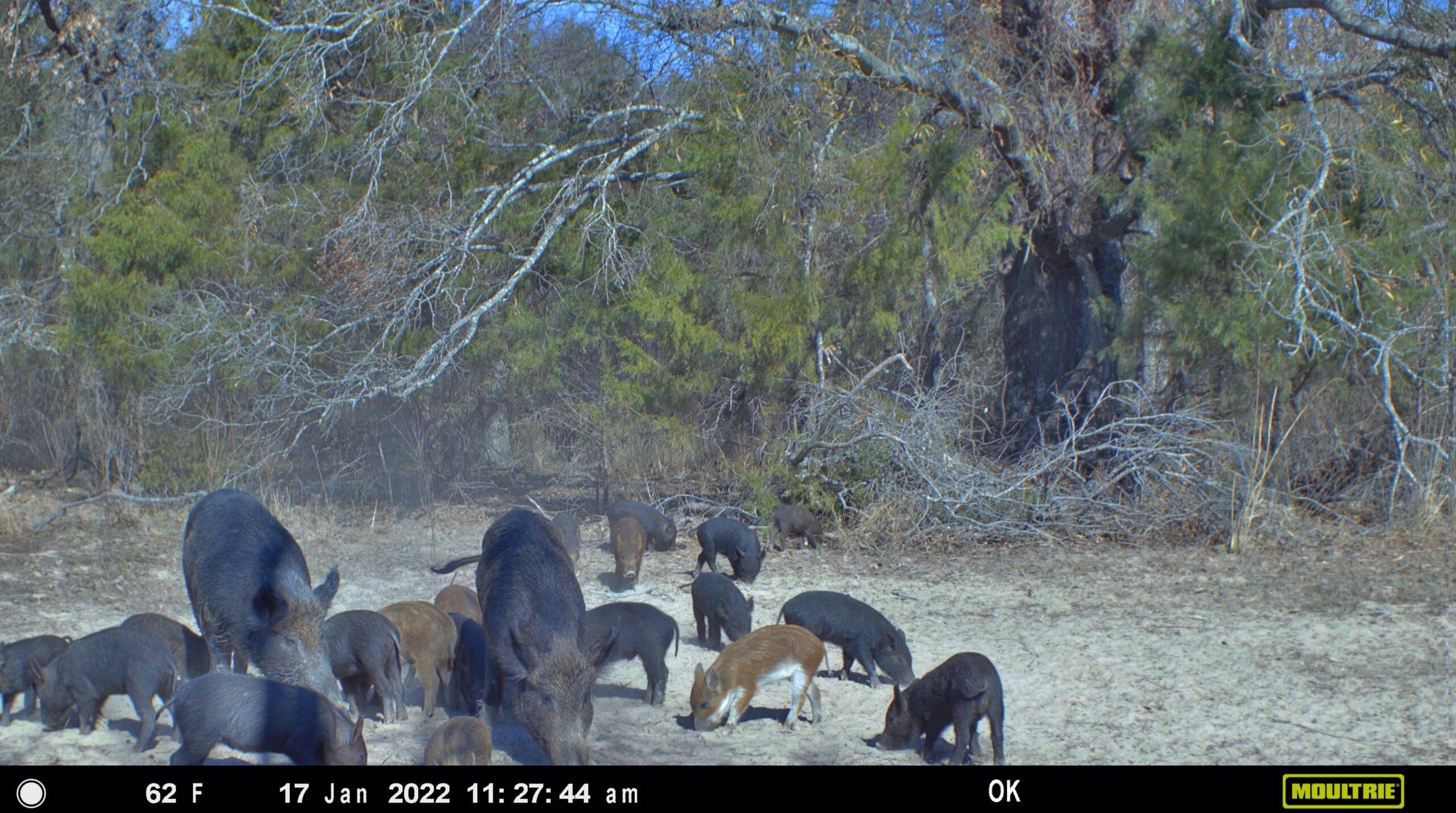 Hunting hogs with cellular trail cameras