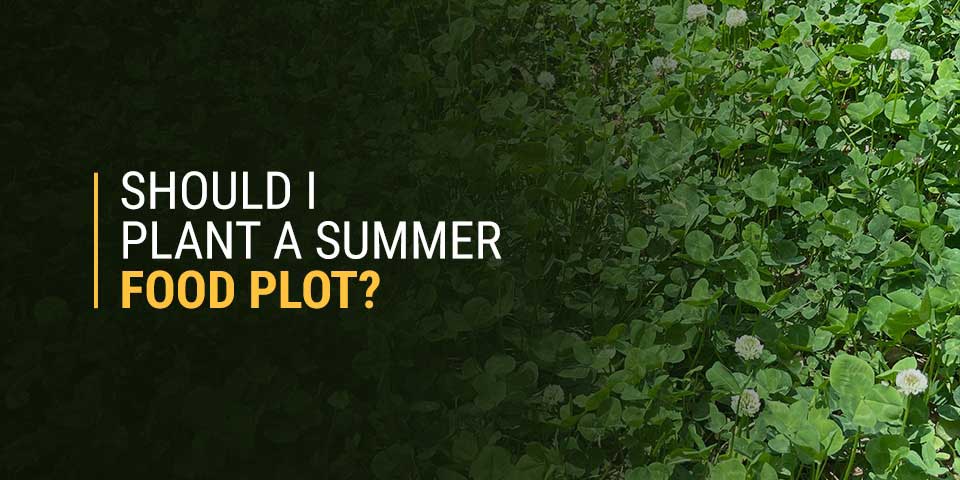 Should I Plant a Summer Food Plot?