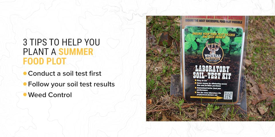 3 Tips to Help You Plant a Summer Food Plot