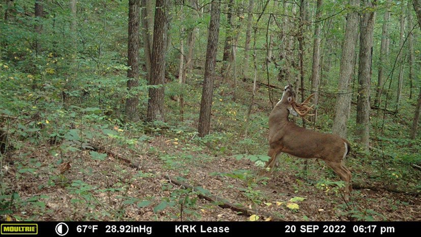 Deer caught on trail camera