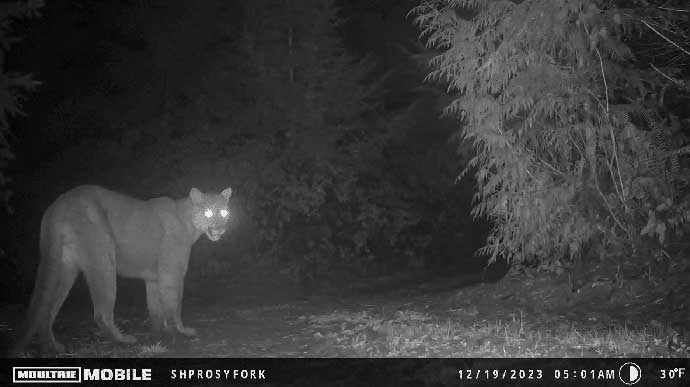 Night TIme Image of Cougar from Hunting Camera